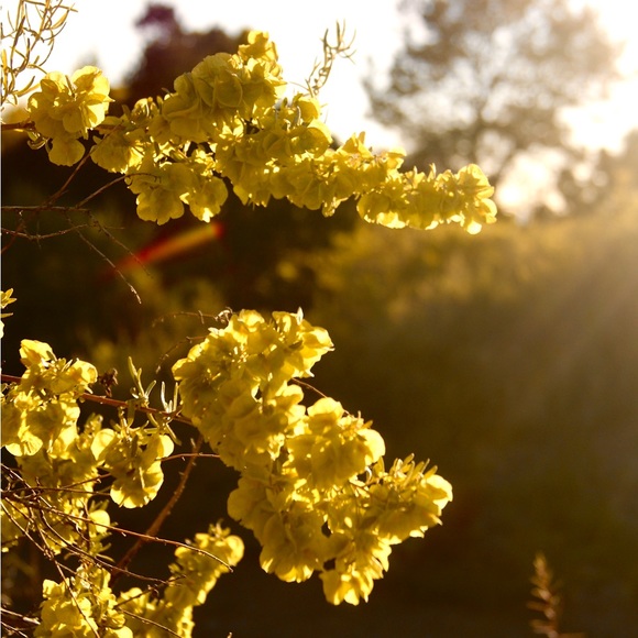 I N S T A G R A M,  F A C E B O O K,  &  T I K T O K: @sangre.de.cristo.vintage - Picture 2 of 11